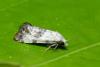 Cochylis posterana